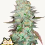 Семена конопли G14 Auto от Fast Buds